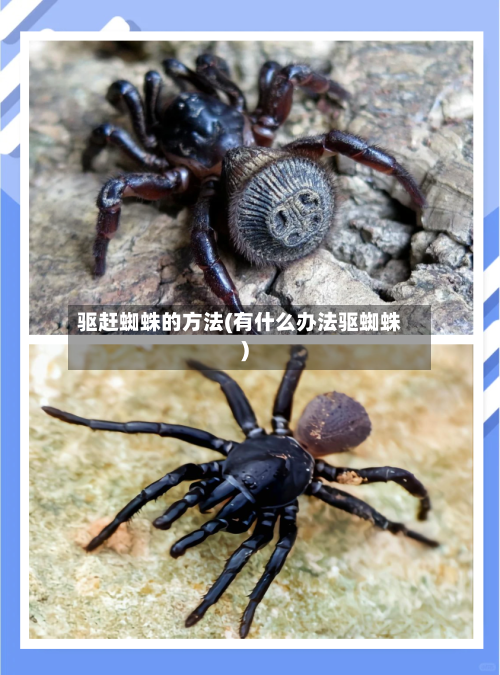 驱赶蜘蛛的方法(有什么办法驱蜘蛛)
